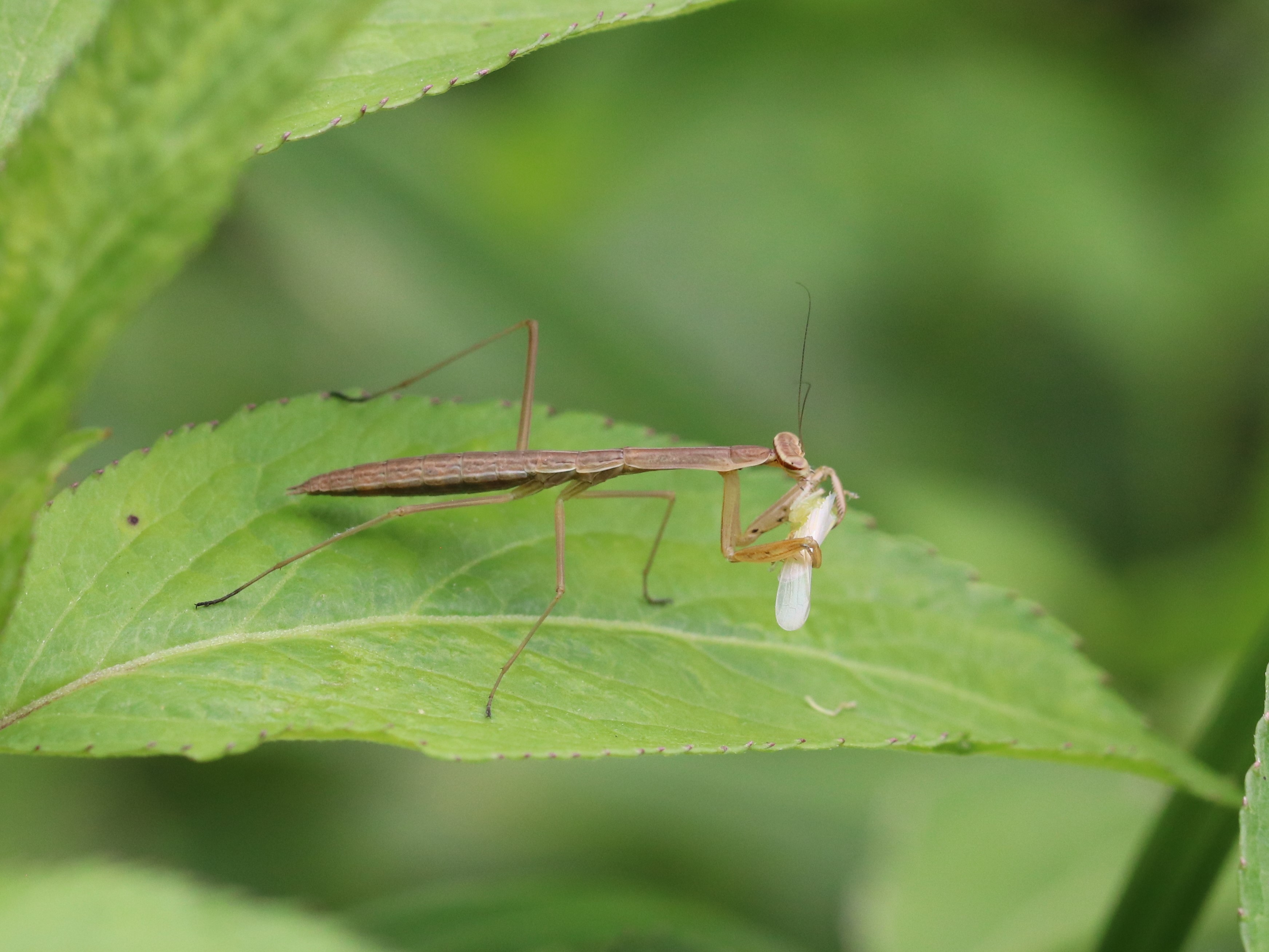 今日のオオカマキリ